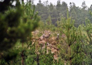 Cerfs Rock House chasse Irlande