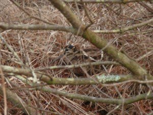 becasse Rock House chasse Irlande